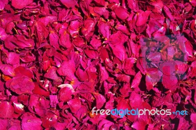 Background From Red Roses Stock Photo