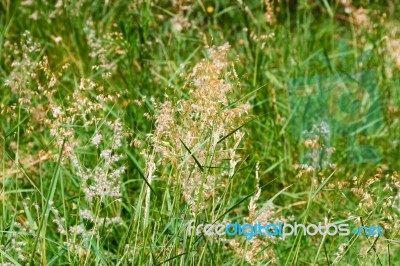 Background Of Green Herbs In Summer Out Of Focus Stock Photo