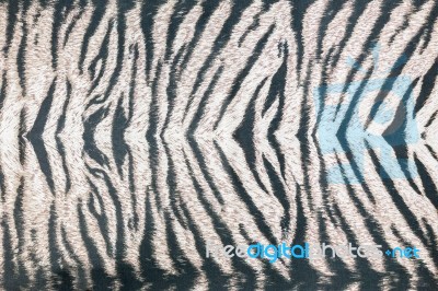 Background Of Striped Animal Fur Print Stock Photo Background Of Striped Animal Fur Print Stock Photo