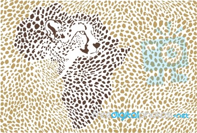 Background Of The African Cheetah Stock Image