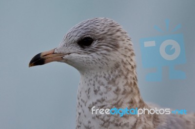 Background With A Cute Beautiful Gull Stock Photo