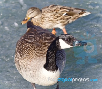 Background With A Cute Canada Goose And A Mallard Stock Photo