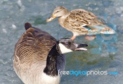 Background With A Cute Canada Goose And A Mallard Stock Photo