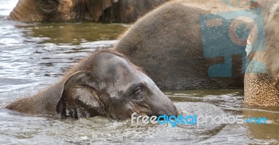 Background With A Funny Young Elephant Swimming Stock Photo