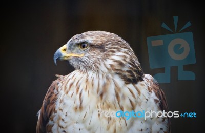 Background With A Hawk Looking Aside Somewhere Stock Photo