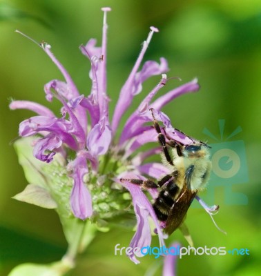 Background With A Honeybee Sitting On Flowers Stock Photo