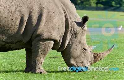 Background With A Rhinoceros Eating The Grass Stock Photo