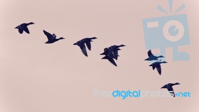 Background With A Swarm Of Ducks Flying In The Sky Stock Photo