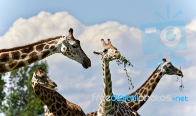 Background With Four Cute Giraffes Eating Leaves Stock Photo