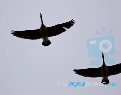 Background With Two Canada Geese Flying In The Sky Stock Photo