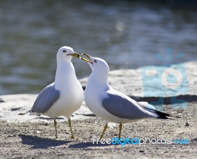 Background With Two Gulls Staying On The Shore Stock Photo
