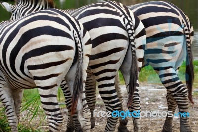 Backside Of Zebra Stock Photo