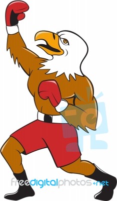 Bald Eagle Boxer Pumping Fist Cartoon Stock Image