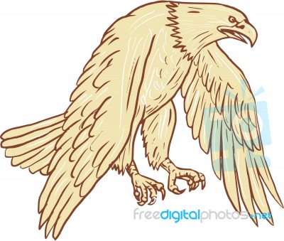 Bald Eagle Flying Wings Down Drawing Stock Image