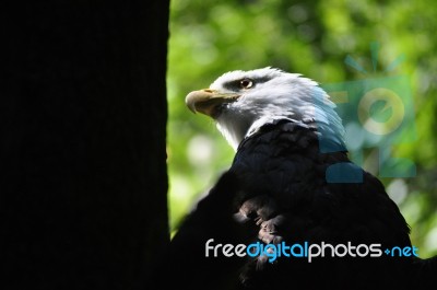 Bald Eagle-national Bird Of America Stock Photo