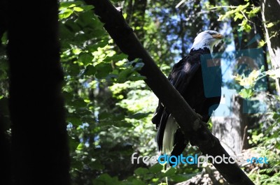 Bald Eagle -national Bird Of America Stock Photo