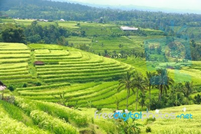 Bali Jatiluwih Rice Terraces Field Stock Photo