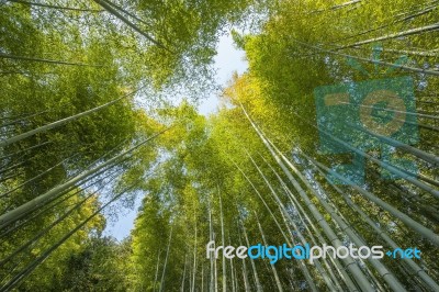 Bamboo Forest Stock Photo