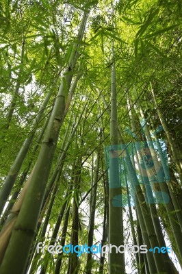 Bamboo Forest Stock Photo