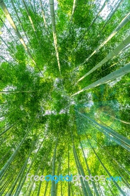 Bamboo Forest. Nature Background Stock Photo