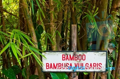 Bamboo Trees Stock Photo Bamboo Trees Stock Photo