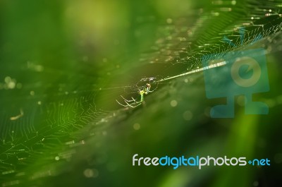 Banana Spider Stock Photo
