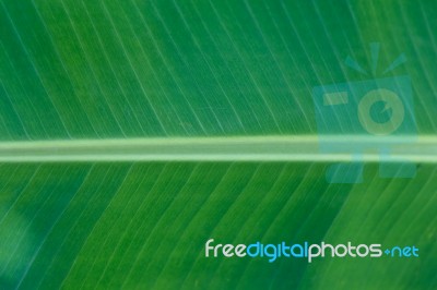 Banana Striped Stock Photo