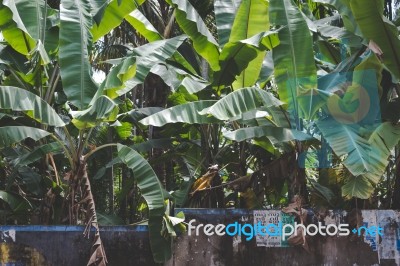 Banana Trees Growing Behind A Stone Wall Stock Photo