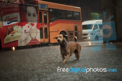 Bangkok Thailand - Sep14  : Steet Dog Crossing Sudden Flood Afte… Stock Photo