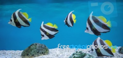 Banner Fishes In Aquarium Stock Photo