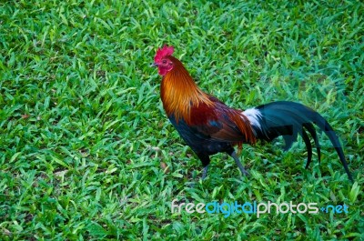 Bantam Chicken Stock Photo