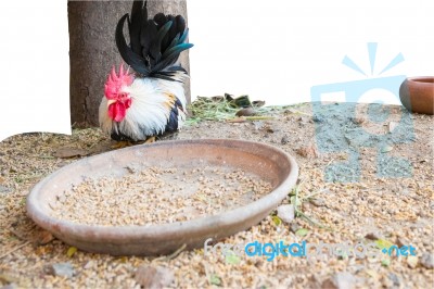 Bantam With Animal Feed ,  Chicken Stock Photo