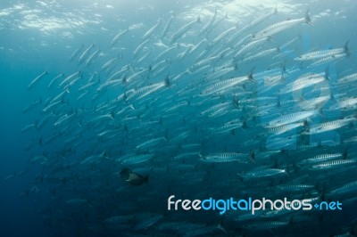 Baracuda Fish In Sipadan Malaysia Stock Photo