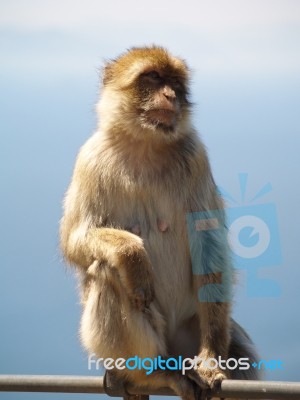 Barbary Ape Stock Photo