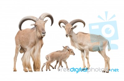 Barbary Sheep Family Stock Photo
