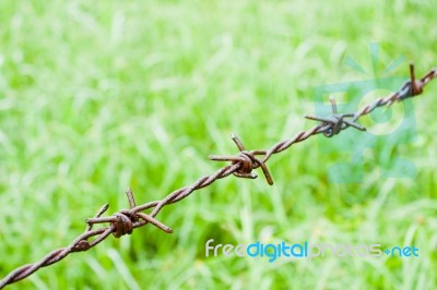 Barbed Wire Against Green Background Stock Photo Barbed Wire Against Green Background Stock Photo