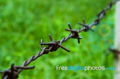 Barbed Wire Against Green Background Stock Photo Barbed Wire Against Green Background Stock Photo