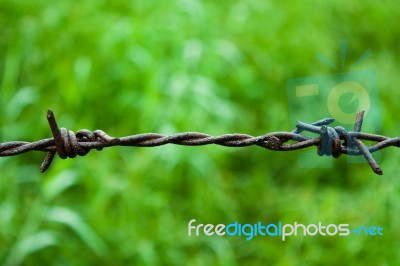Barbed Wire Against Green Background Stock Photo