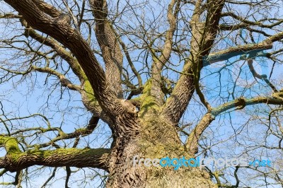 Bare Leafless Oak Tree Bottom View With Blue Sky In Winter Stock Photo