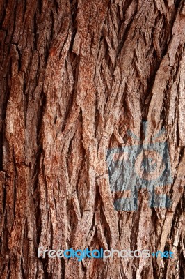 Bark Tree Stock Photo