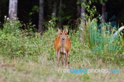 Barking Deer Stock Photo