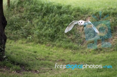 Barn Owl (tyto Alba) In Flight Stock Photo