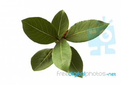 Bay Leaf Fresh Herb Green Leaves Isolated Stock Photo