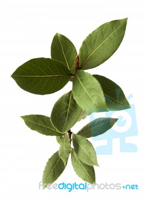 Bay Leaf Fresh Herb Plant Isolated Stock Photo