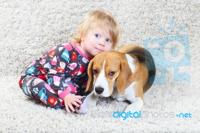 Beagle And A Child Stock Photo