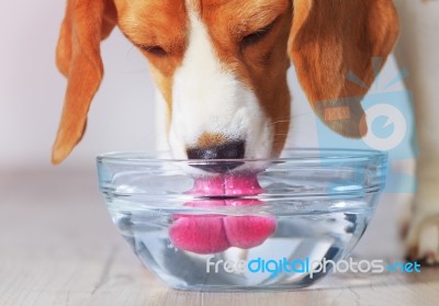 Beagle Dog Drinking Stock Photo Beagle Dog Drinking Stock Photo