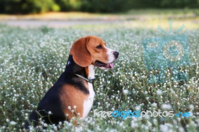 Beagle Dog  In The Wiild Flower Field Stock Photo
