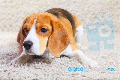 Beagle Dog Is Ready To Jump Stock Photo