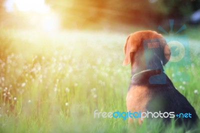 Beagle Dog Is Sitting In The Field Stock Photo Beagle Dog Is Sitting In The Field Stock Photo