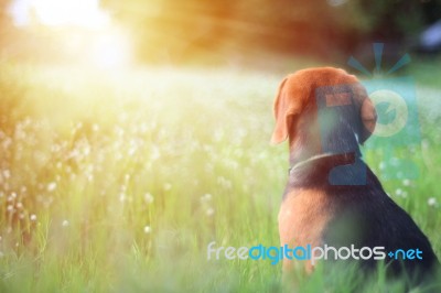 Beagle Dog Is  Sitting In The Field Stock Photo